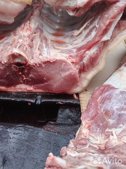 Поросят трехпородный гибрид