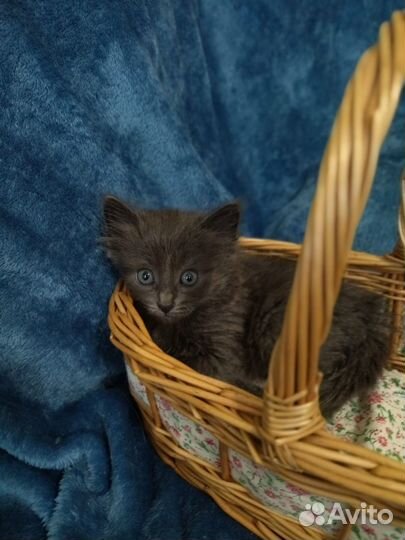 Котёнок в дар