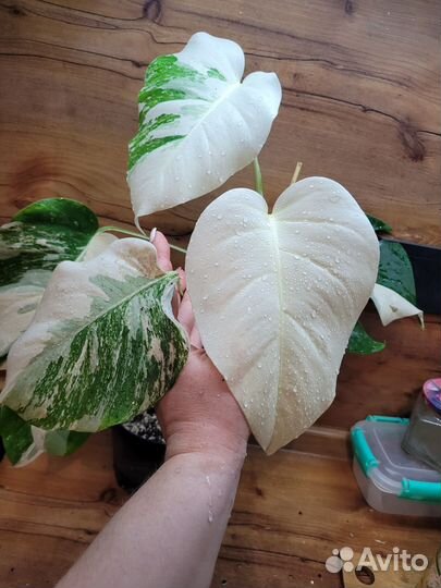 Монстера вариегатная альба 7