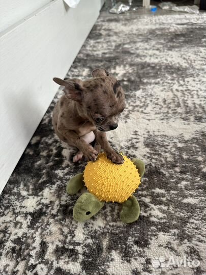 Девочка в эксклюзивном окрасе,голубые глазки