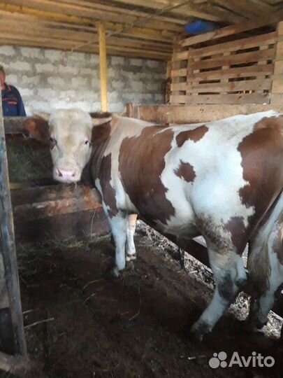 Бык 1.6 месяцев