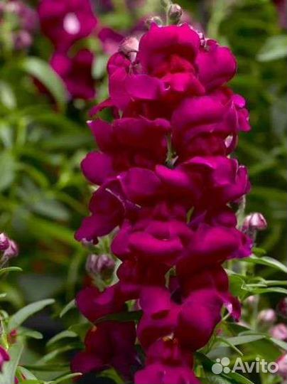 Семена цветы львиный зев, турецкая гвоздика