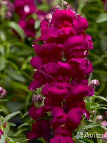 Семена цветы львиный зев, турецкая гвоздика