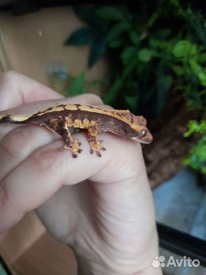 Реснитчатый бананоед