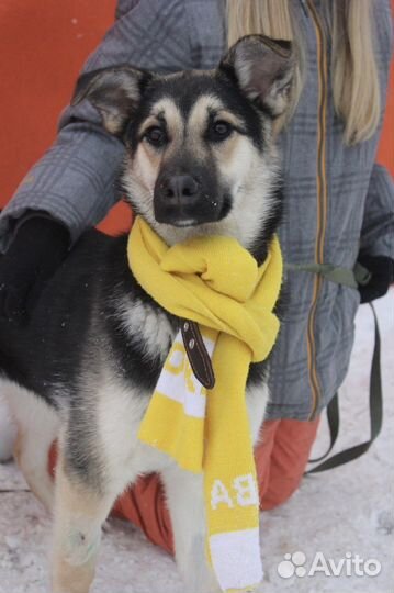 Овчаристая малышка ищет дом