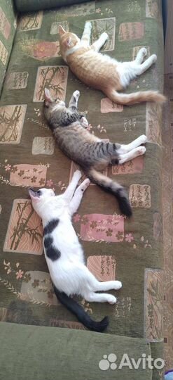 Котята 4 месяца