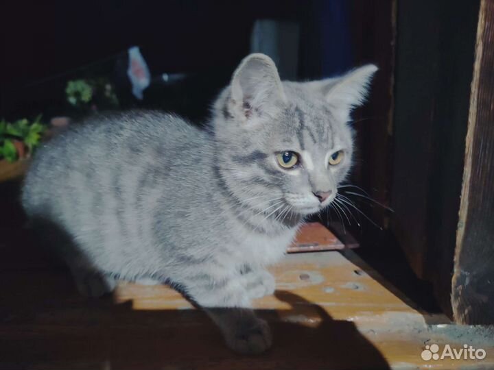 Котики в дар