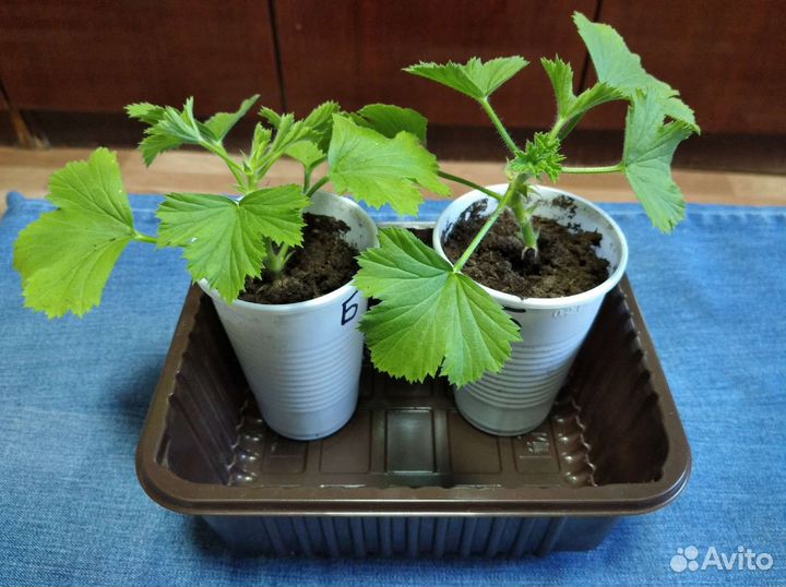 Герань королевская и ампельная