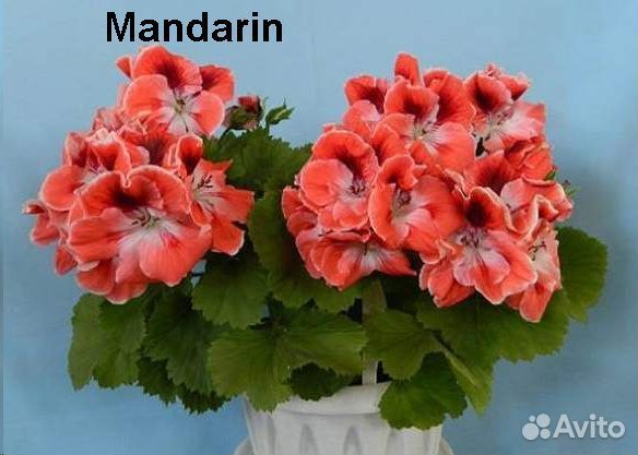 Пеларгонии Rosemaroy и др