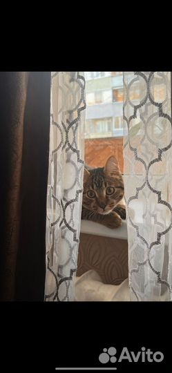 Кошечка в добрые ручки