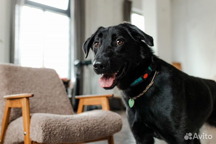 Чейз ищет семью