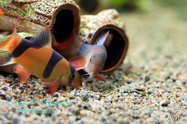 Боция. Клоун. Шахматная. Аквариумные рыбки. Фильтр