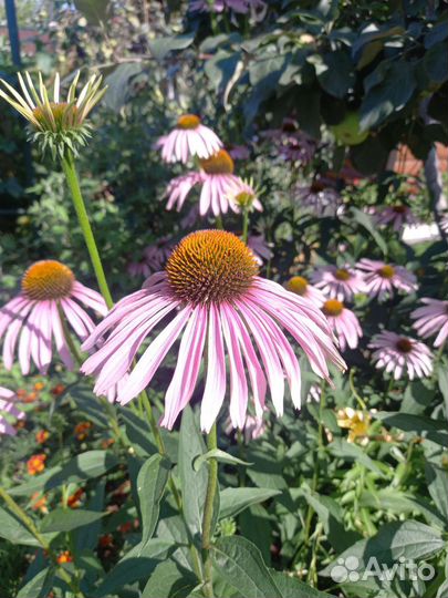 Овсянница сизая,Рудбекия,Эхинацея