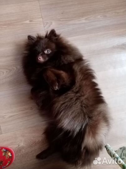 Немецкий шпиц девочка