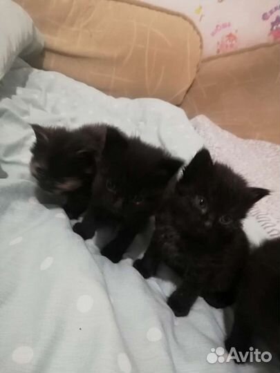 Кошка бесплатно