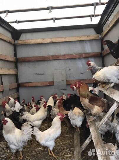 Петухи Домашние кубанскиекуры Несушки