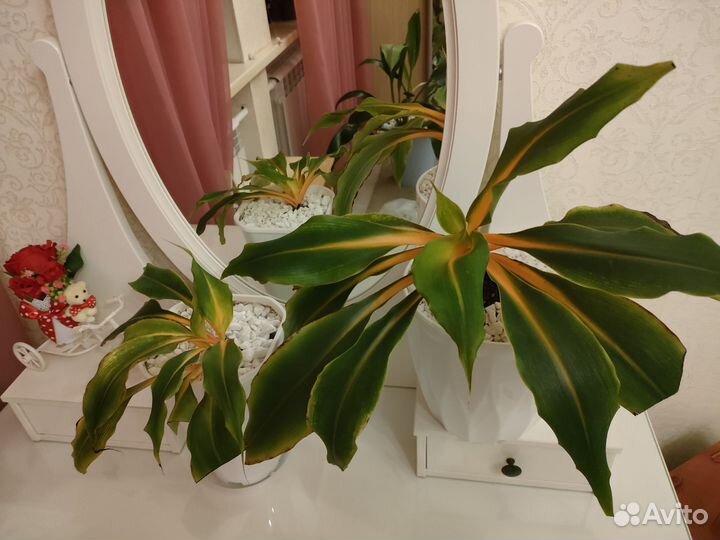 Хлорофитум Грин Оранж. Орхидаструм