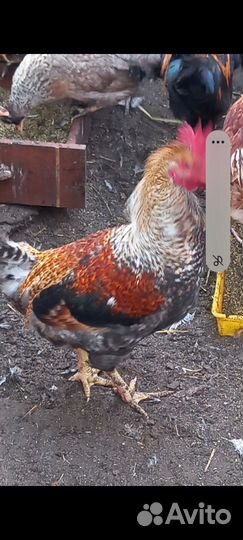 Петухи домашние