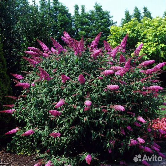 Будлея Давида розовая
