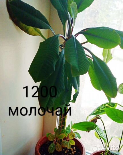 Диффенбахия