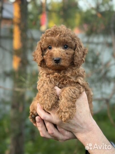 Той пудель мини