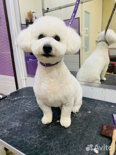 Груминг собак и кошек