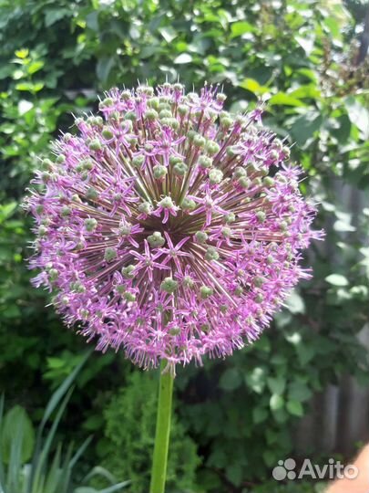 Пузыреплодник, спирея Голден принцесс, дерен