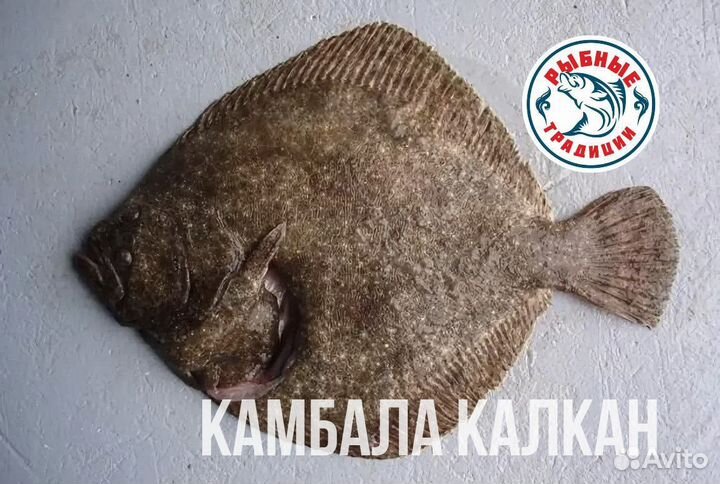 Камбала азовская