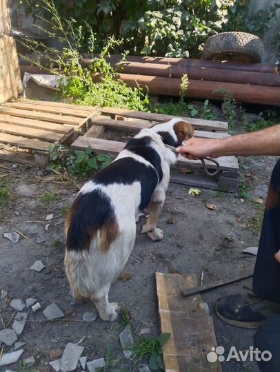 Эстонская гончая