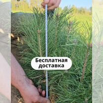 Сеянцы ели европейской окс от производителя