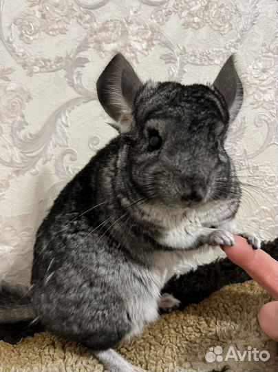 Шиншилла+клетка