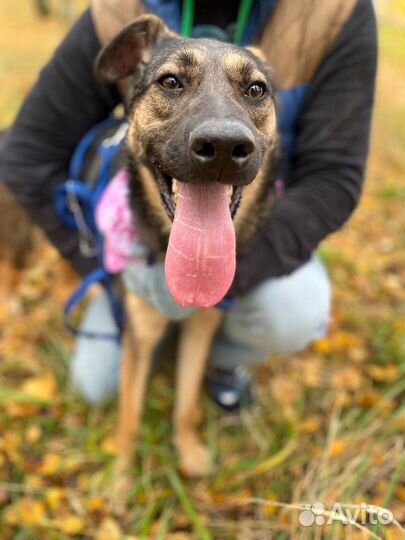 Добродушная собака- мечта ждет тебя