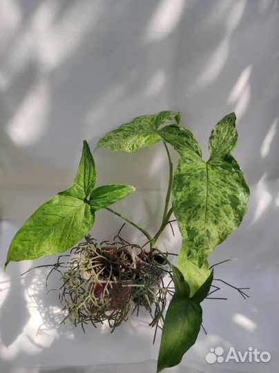 Рипсалис, Сингониум Мотлед