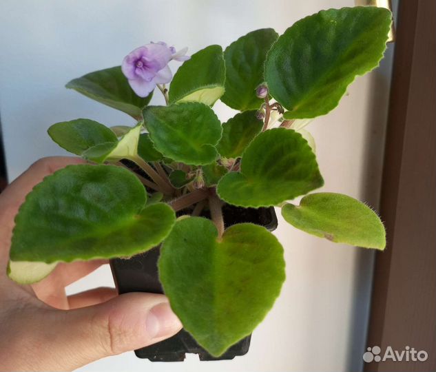 На обмен фиалки