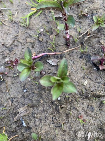 Мята и зверобой лекарственные растения