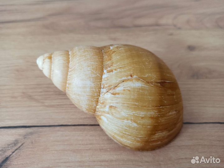 Морская раковина