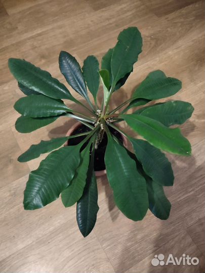 Комнатные растения