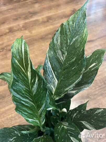 Спатифиллум дамойнд