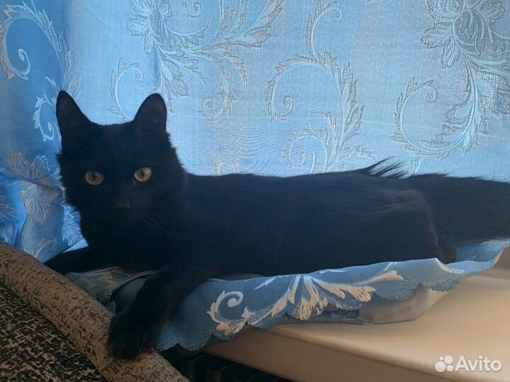 Молодой котик в заботливые руки