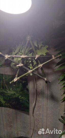 Оберег - Пентаграмма защиты