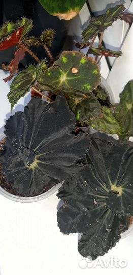 Бегонии тигровая, черная мамба