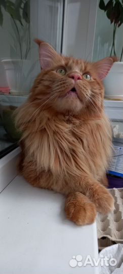 Мейн-кун вязка