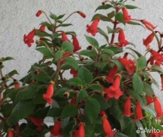 Комнатные цветы