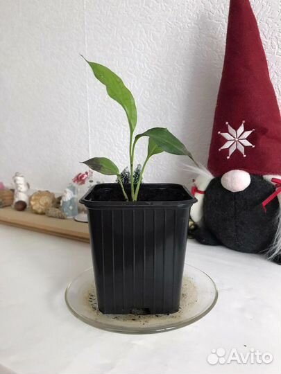 Спотифилум