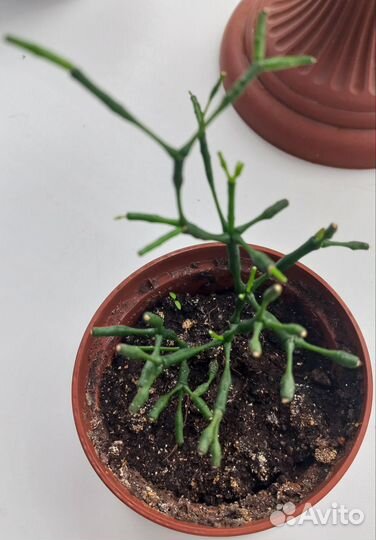 Хатиора солеросовая