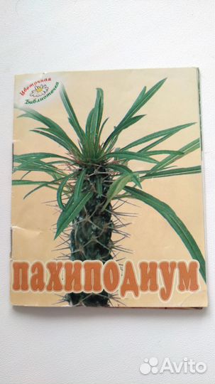 Пахиподиум Ламера