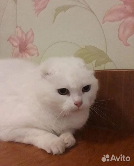 Кошка в дар