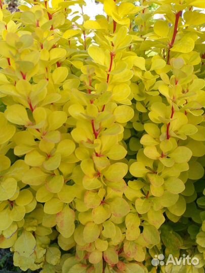 Барбарис Sunny