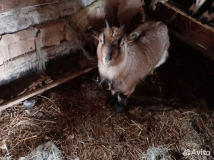 Коза камеруская