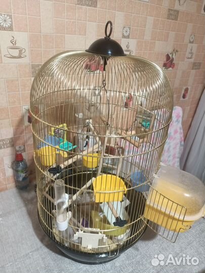 Клетка для птицы и попугай